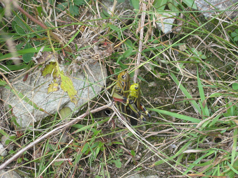MONTE LAUSETTO