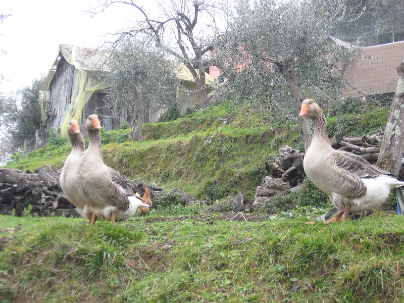 TRAVERSATA COSTIERA RUTA-PORTOFINO
