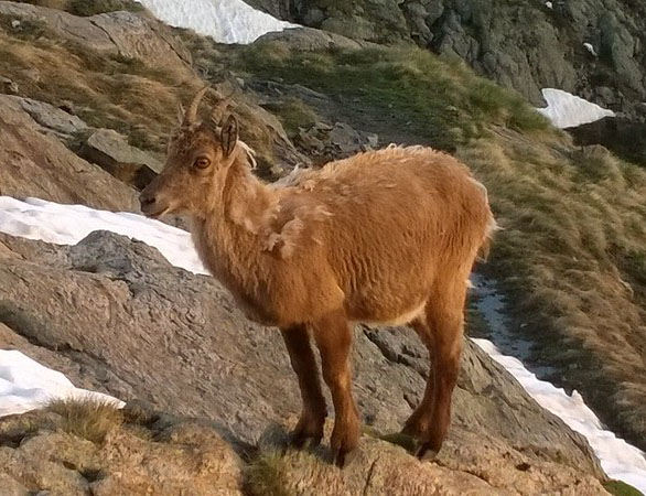 RIFUGIO REMONDINO