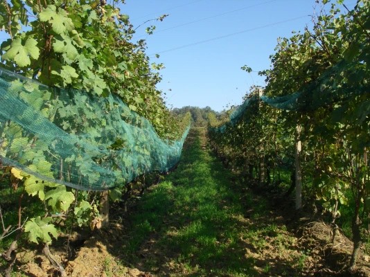 LE VIE DEL VINO 2019