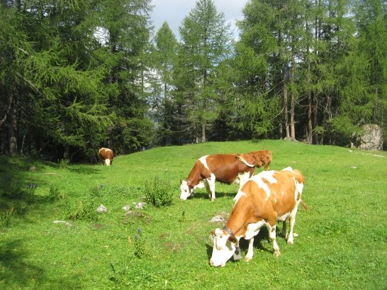 RIFUGIO CONTRIN M. 2016