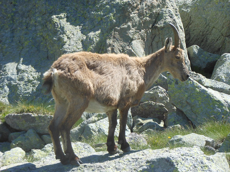 LAGHI GEMELLI